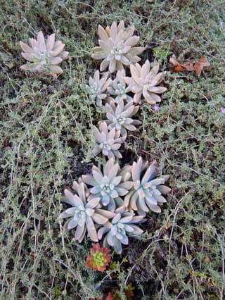 Graptosedum