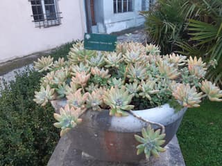 Graptosedum Francesco Baldi