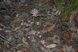Graptosedum Ghosty