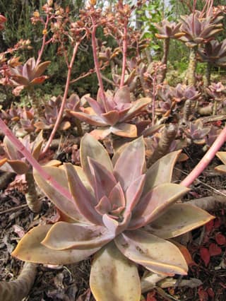 Graptoveria Ellen
