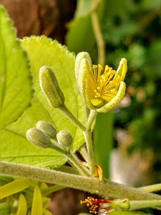 Phalsa