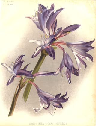 Blue Griffin Lily