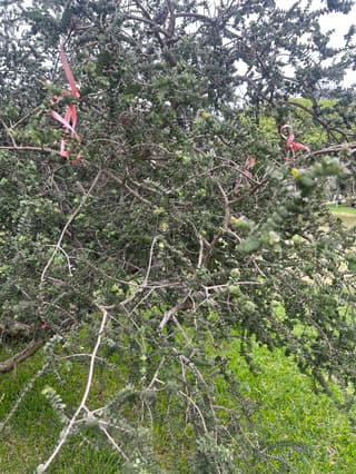 Coulter's Lignum Vitae