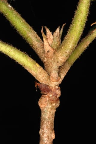 Rough Velvetseed