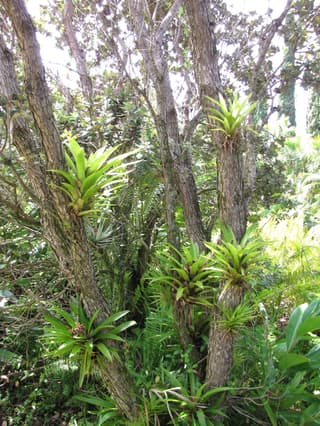 Guzmania