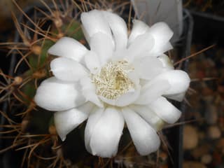 Cactus Mentón