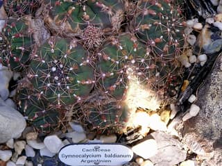Cactus Queixo-Anão