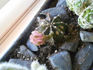 Gimnocalycium