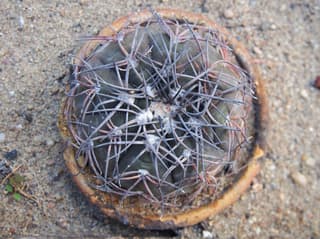 Cacto-queixo-de-pflanz