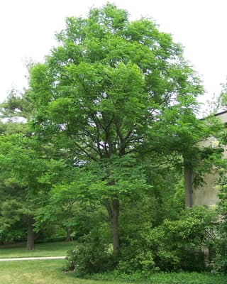 Albero del caffè del Kentucky