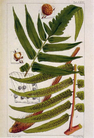 Asian Tree Fern