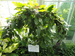Gynura procumbens