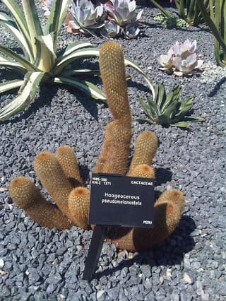 Haageocereus