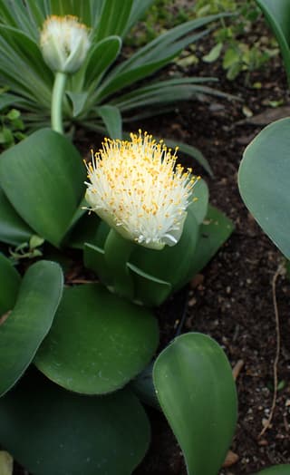 Flor-de-sangue