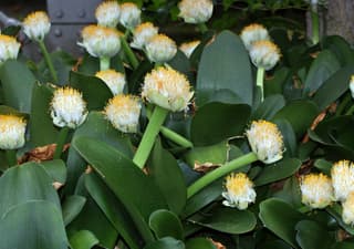 Paintbrush Lily