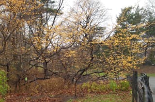 American witch-hazel