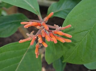 Hamelia