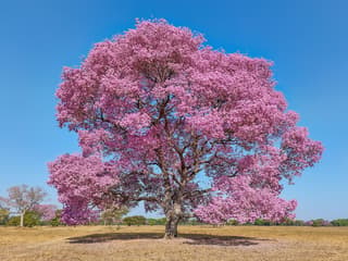 Árbol Trompeta
