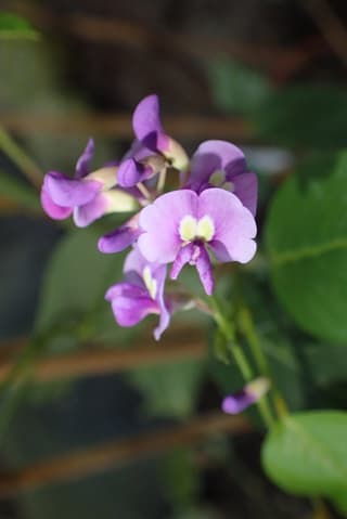Hardenbergia