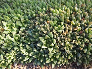 Haworthia Janela-de-Catedral