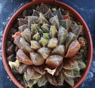 Mirable Haworthia