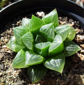 Star Cactus