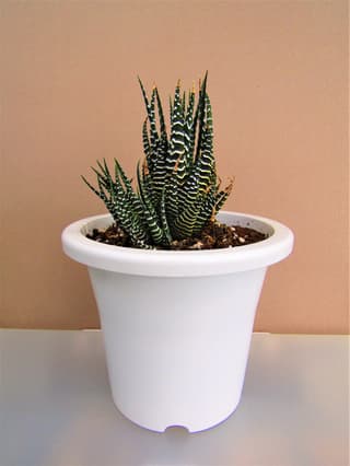 Zebra Haworthia
