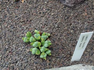 Haworthia-zebra