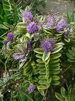 Hebe franciscana