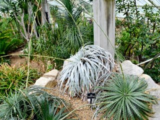 Hechtia