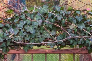 Ivy