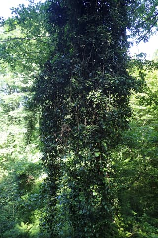 Hiedra persa