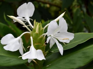 Ginger Lily / Garland Flower (genus)