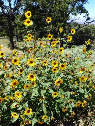 Prairie Sunflower