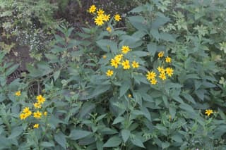 Jerusalem Artichoke