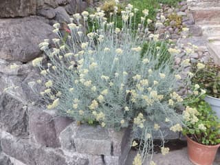 Strobloem