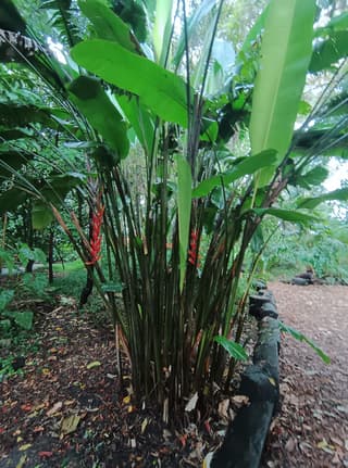 Heliconia