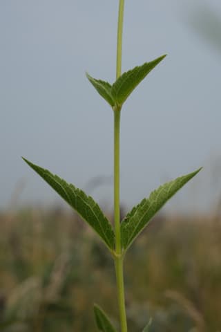False Sunflower