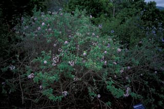 Heliotrope