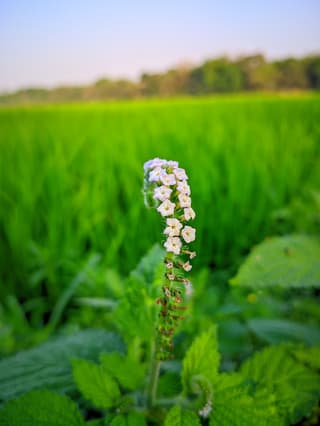 Indian Heliotrope