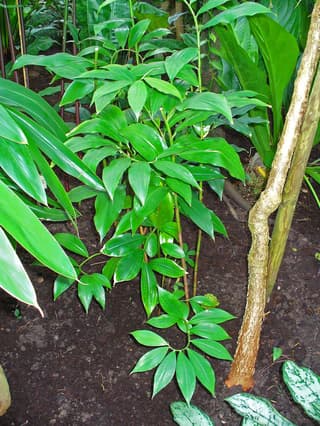 Caña agria