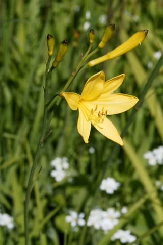 Orange daylily