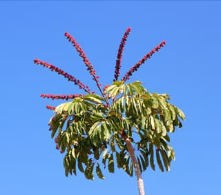 Umbrella Tree