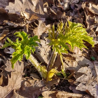 Common Hogweed
