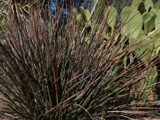 Red yucca