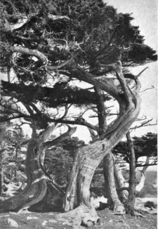 Ciprés de Monterey