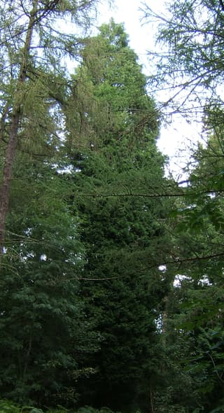 Ciprés de Leyland