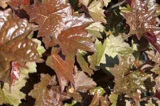 Heuchera de grietas