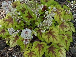 Heucherella