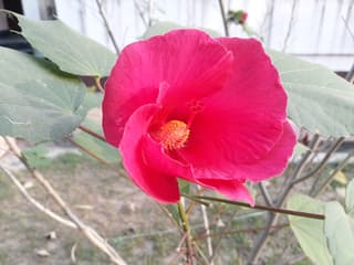 Confederate Rose